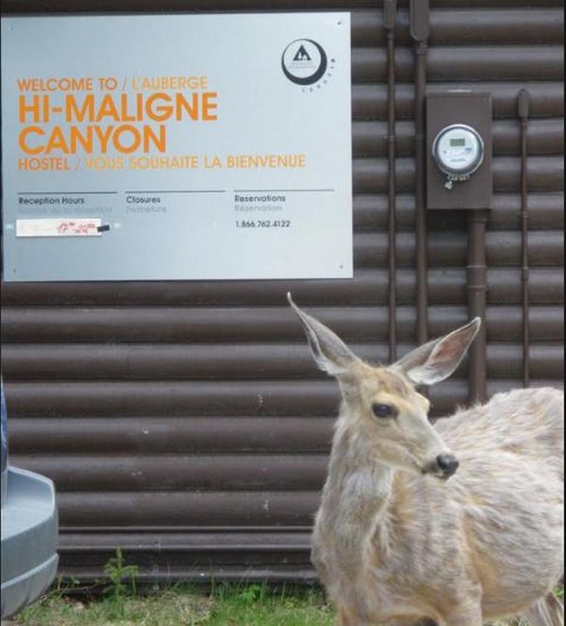 Hi Maligne Canyon - Hostel Jasper Exteriér fotografie